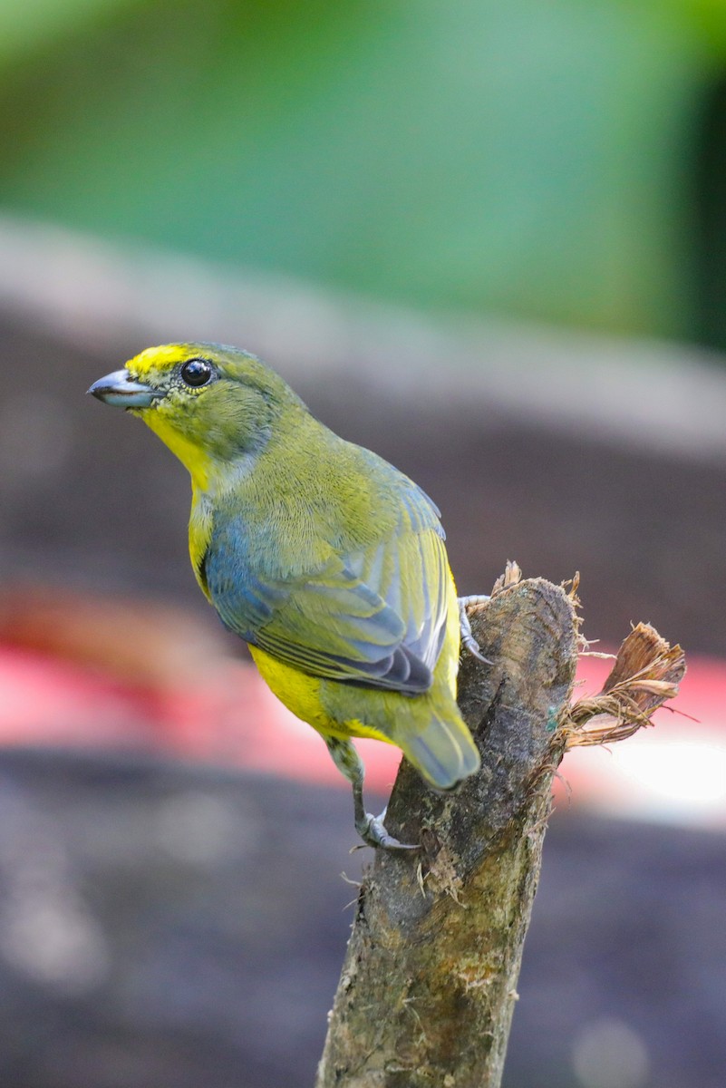 Yellow-throated Euphonia - ML646320252