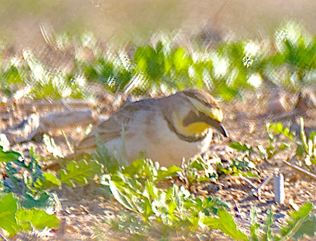 Kulaklı Toygar - ML646320253