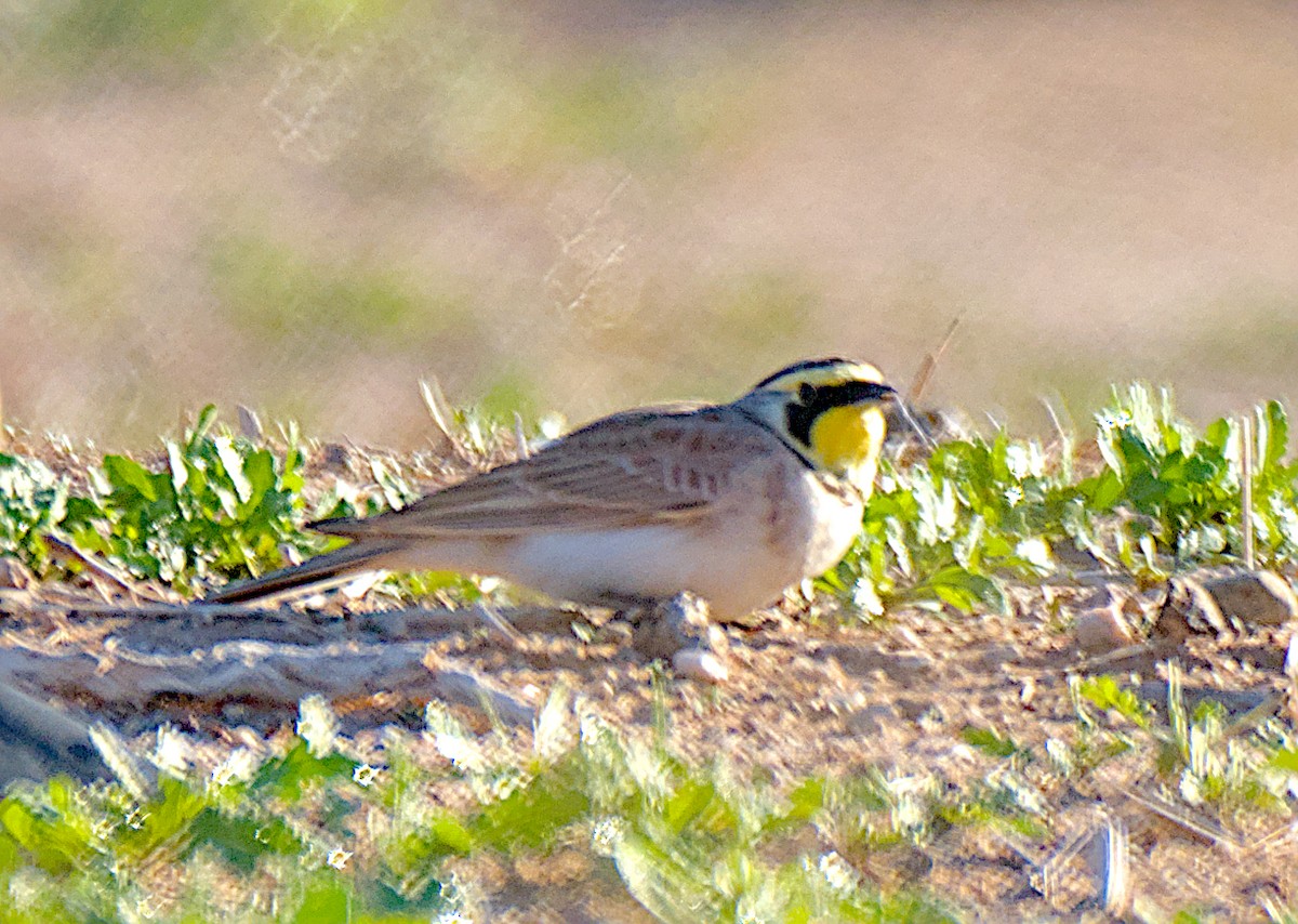 Kulaklı Toygar - ML646320255