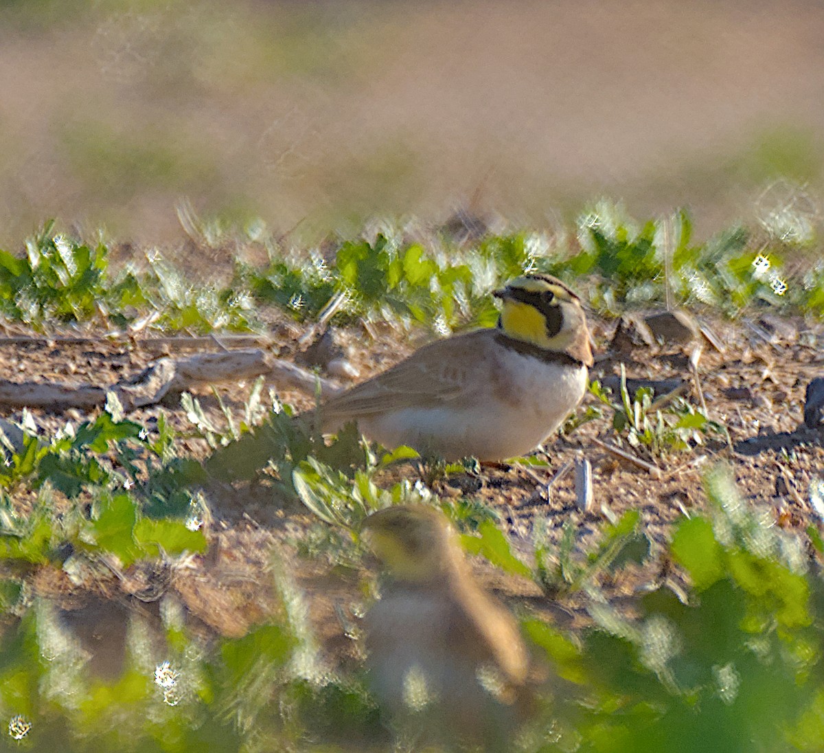 Kulaklı Toygar - ML646320256