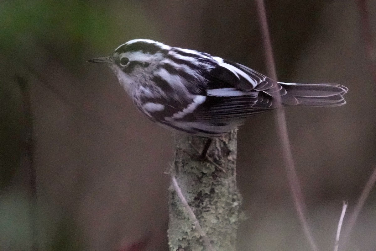 Kletterwaldsänger - ML646320257