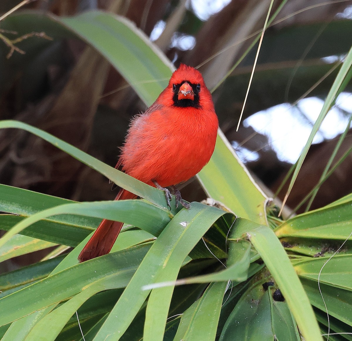 Northern Cardinal - ML646320258