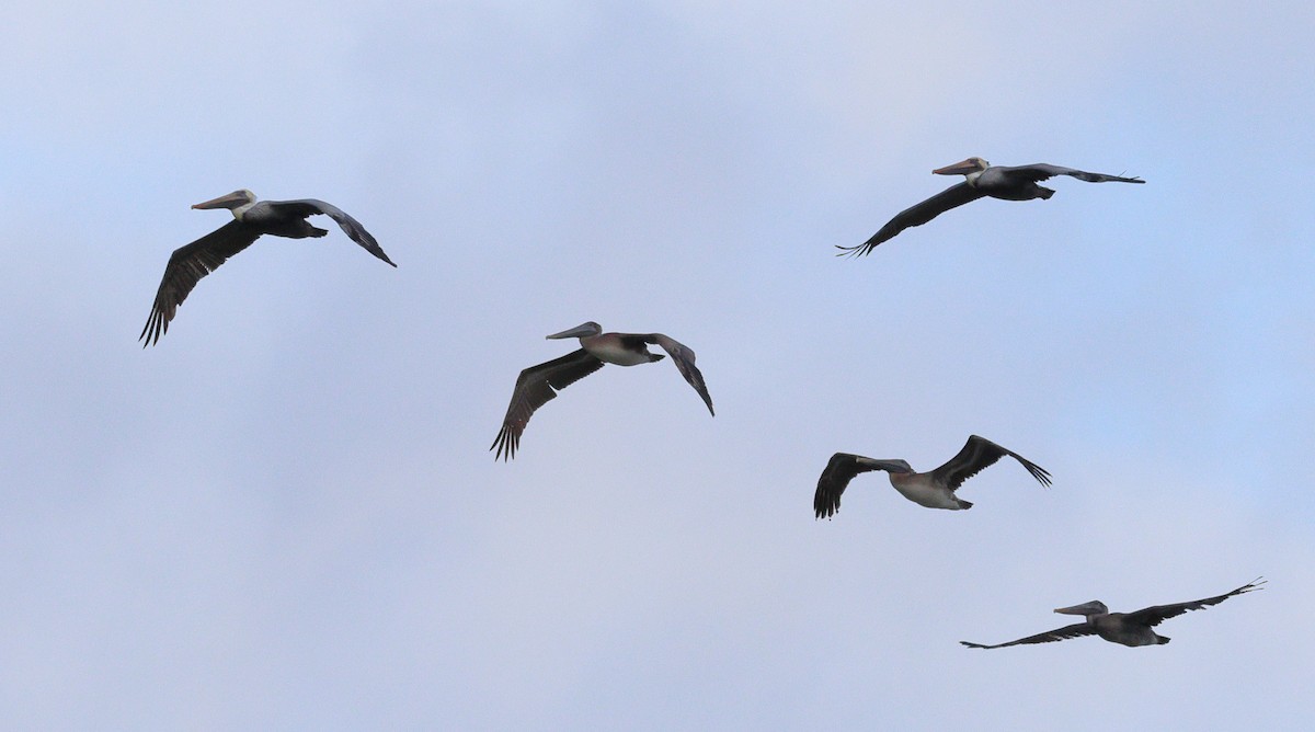 Brown Pelican - ML646320261