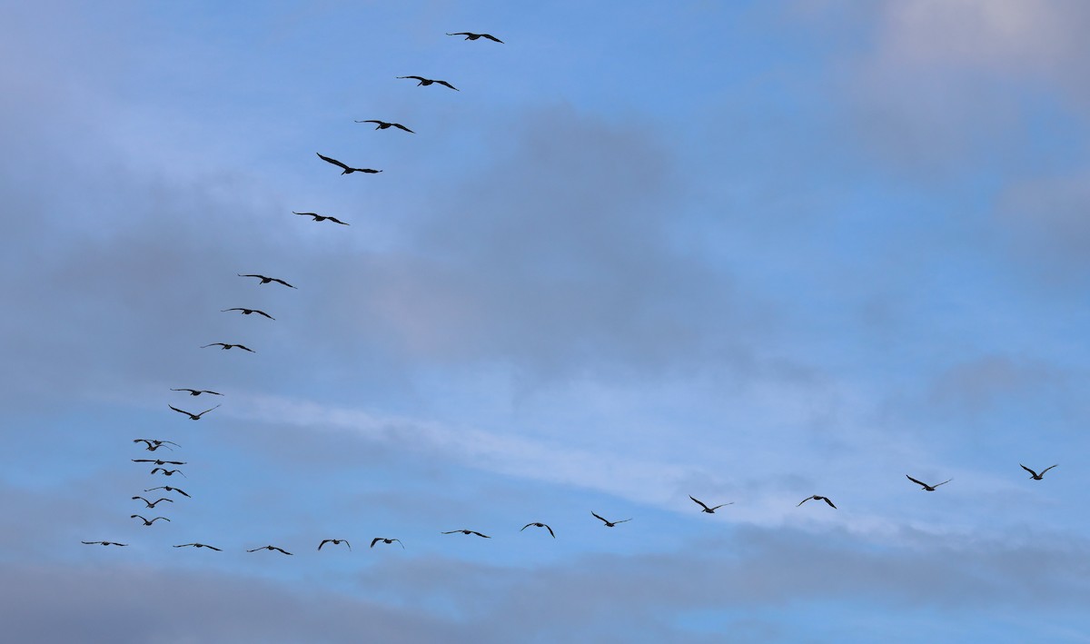 Brown Pelican - ML646320263
