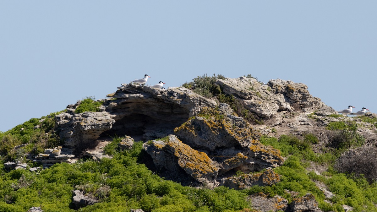 Sterna maggiore - ML646320265