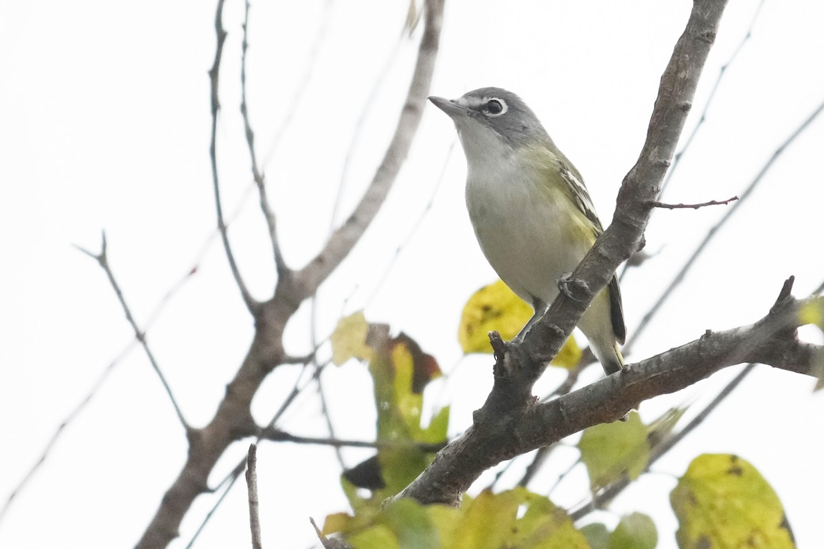 Graukopfvireo - ML646320266
