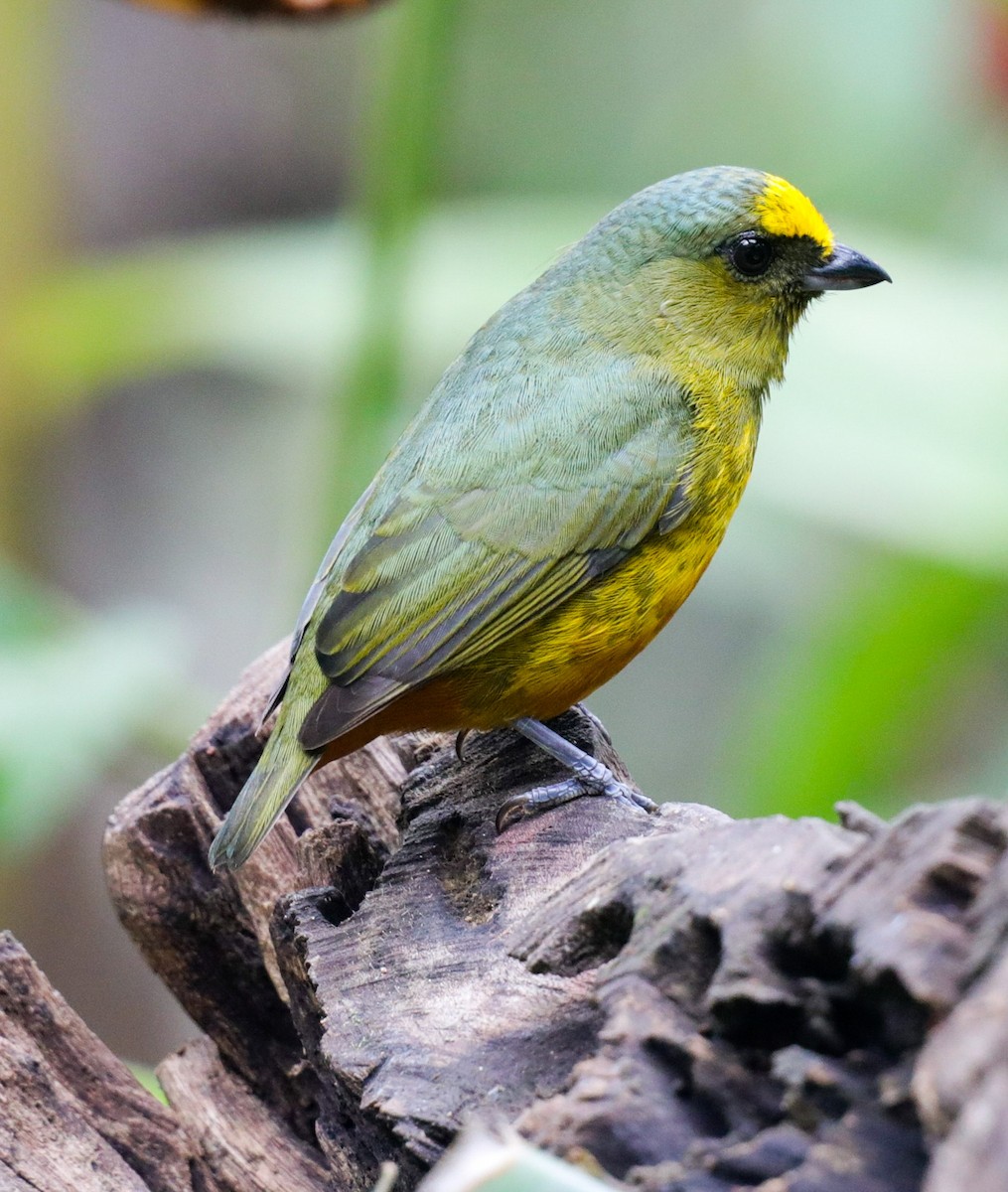Olive-backed Euphonia - ML646320270