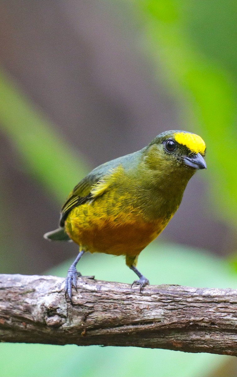 Olive-backed Euphonia - ML646320271