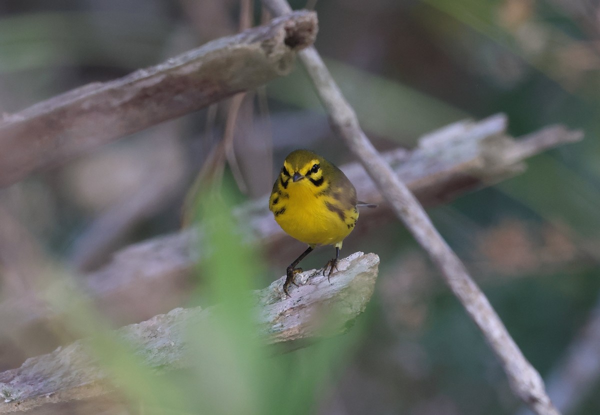 Prairie Warbler - ML646320272
