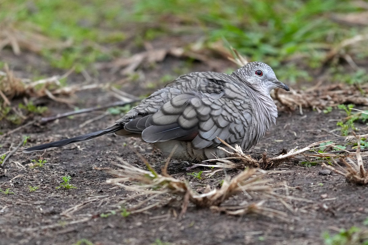 Inkatäubchen - ML646320274