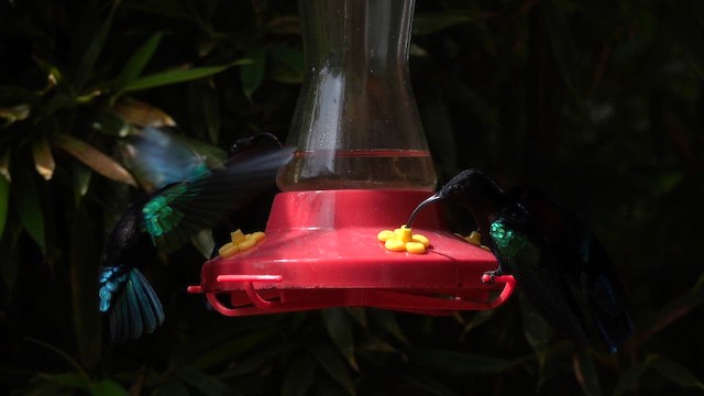 Purple-throated Carib - ML646320275