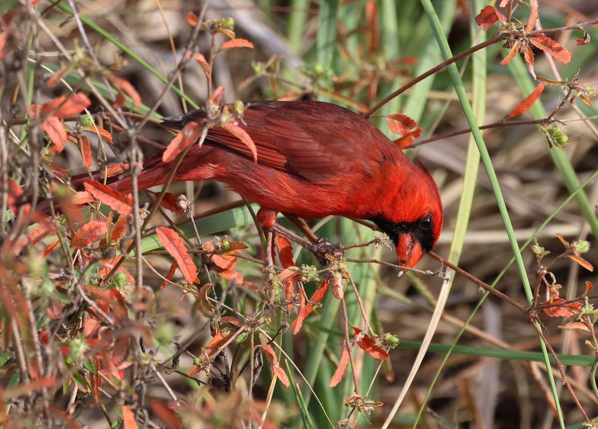 Northern Cardinal - ML646320276