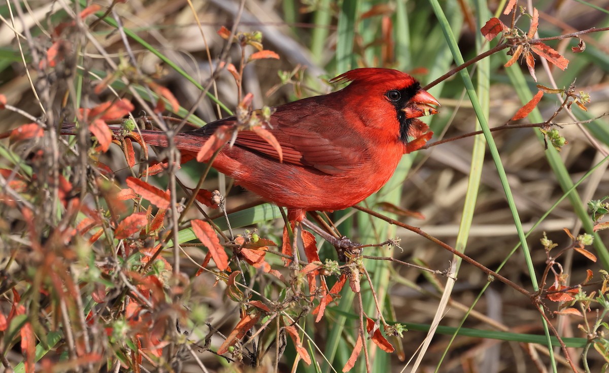 Northern Cardinal - ML646320278