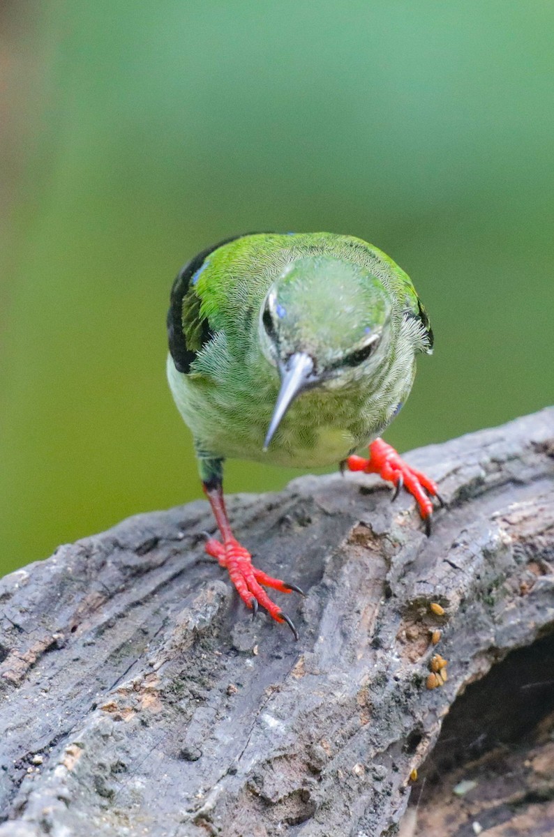 Red-legged Honeycreeper - ML646320280