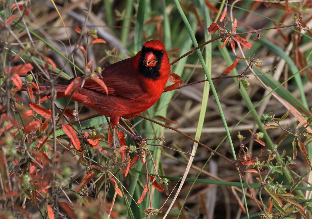 Northern Cardinal - ML646320283