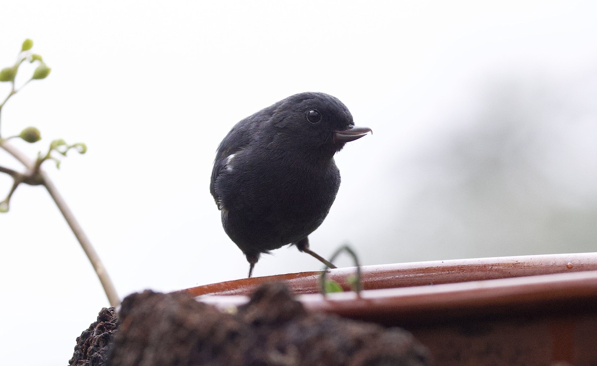Pinchaflor Flanquiblanco - ML646320291