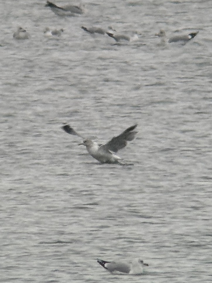 Short-billed Gull - ML646320306