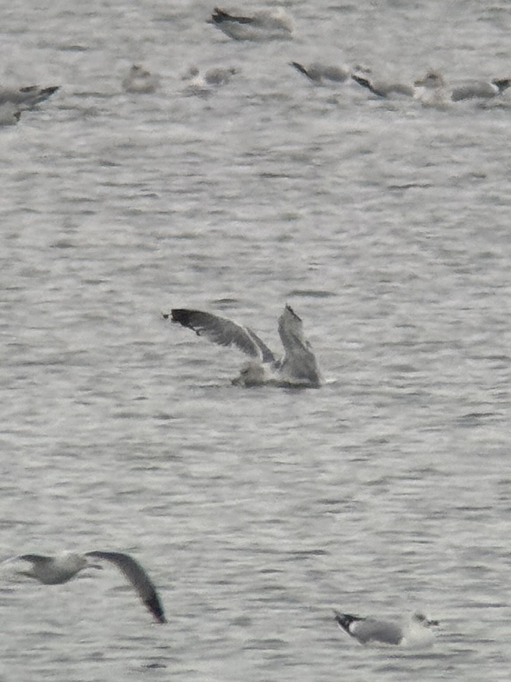 Short-billed Gull - ML646320307