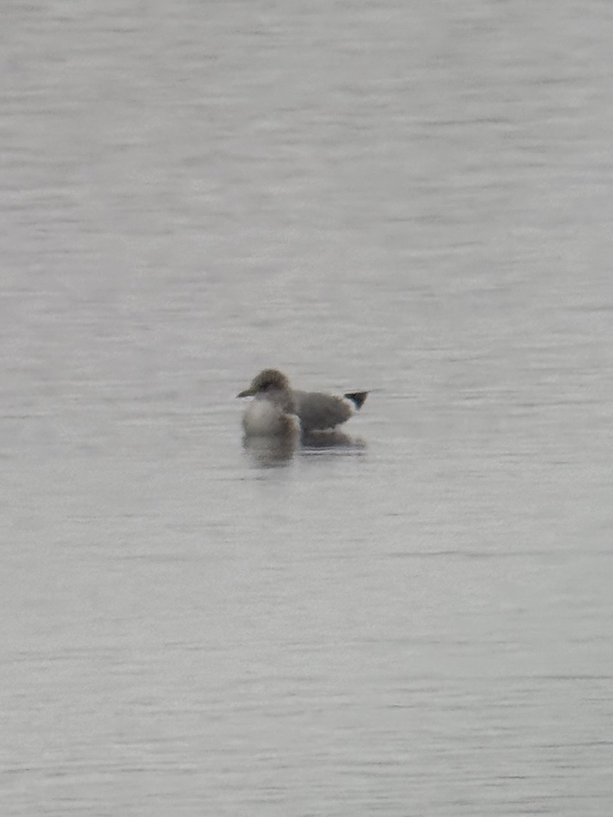 Short-billed Gull - ML646320308