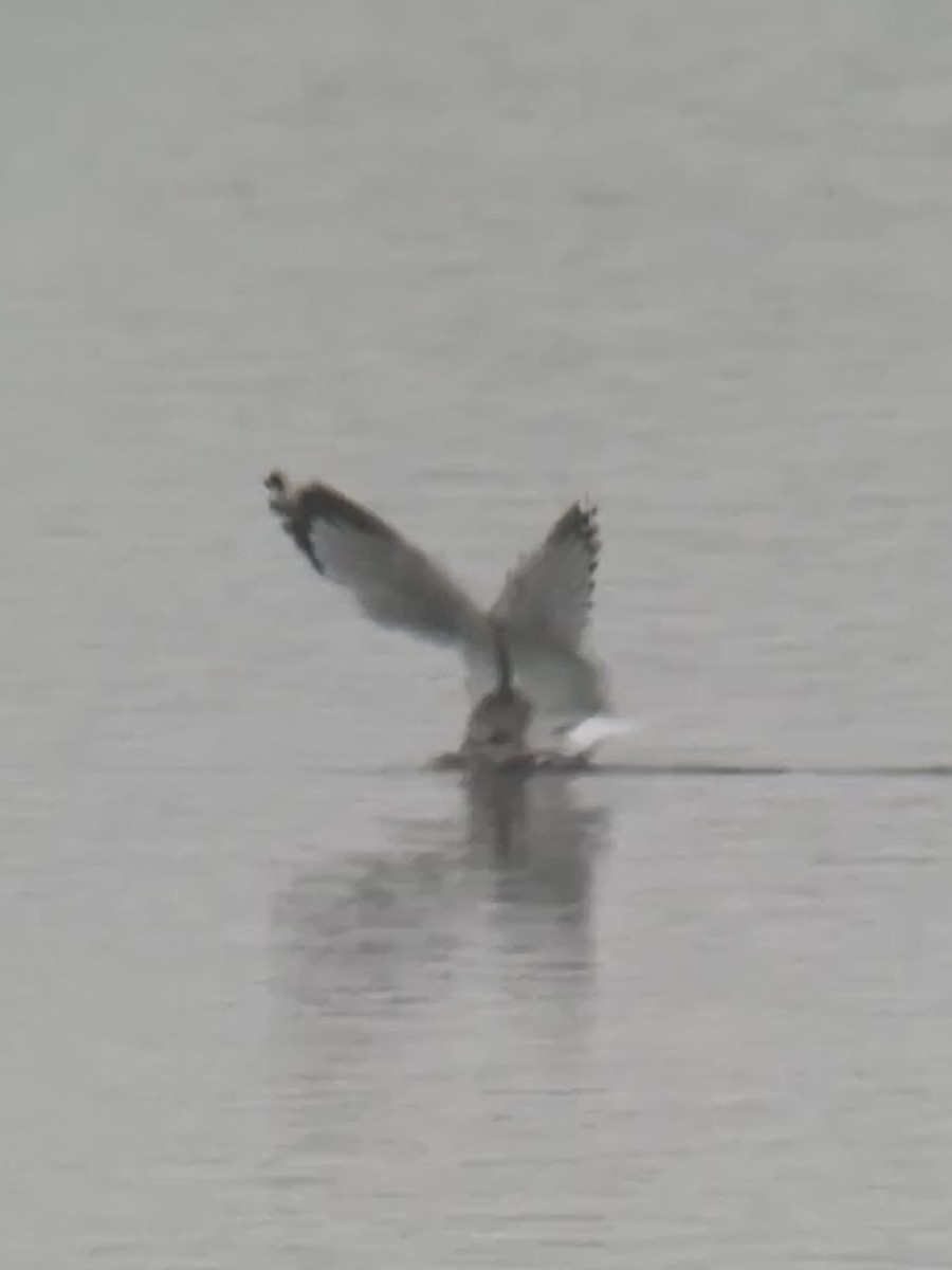 Short-billed Gull - ML646320309