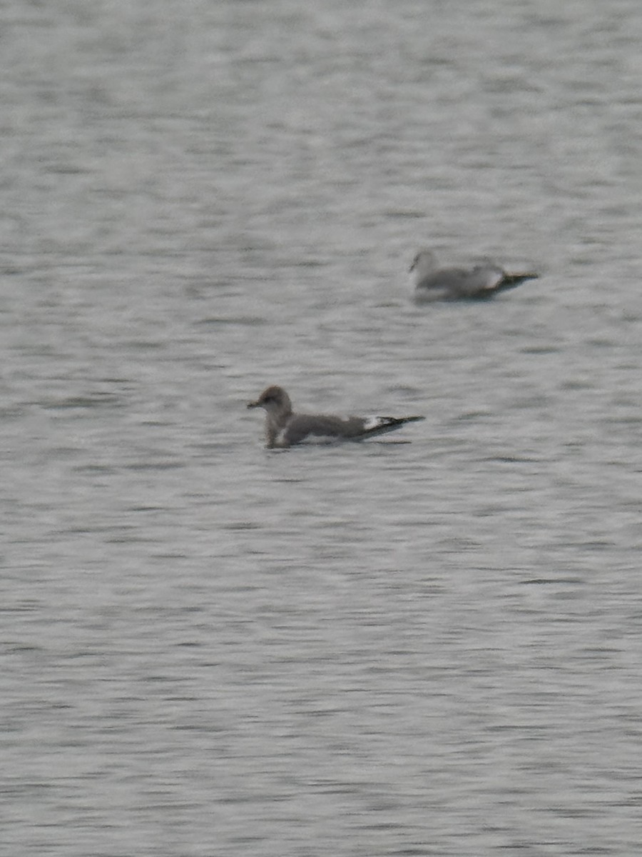 Short-billed Gull - ML646320310