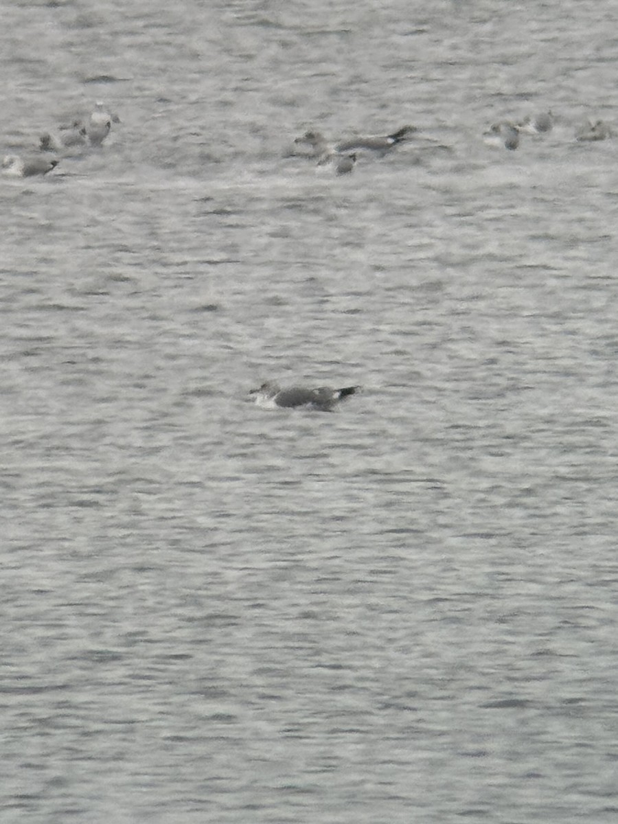 Short-billed Gull - ML646320311