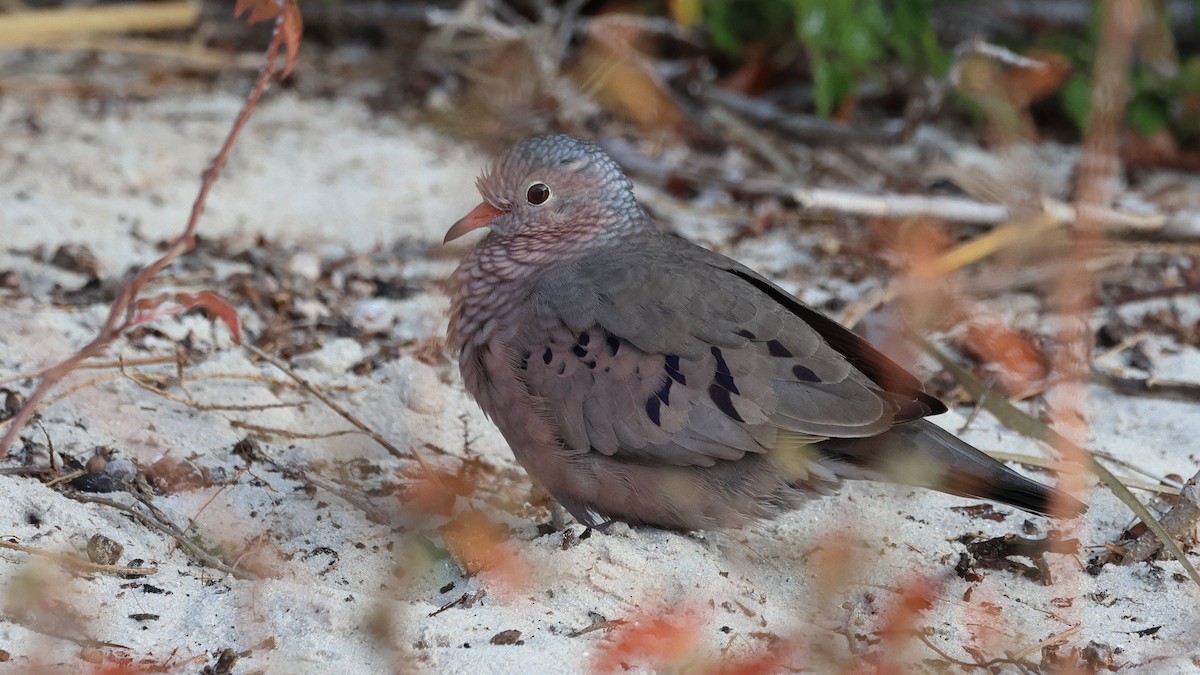 Common Ground Dove - ML646320320