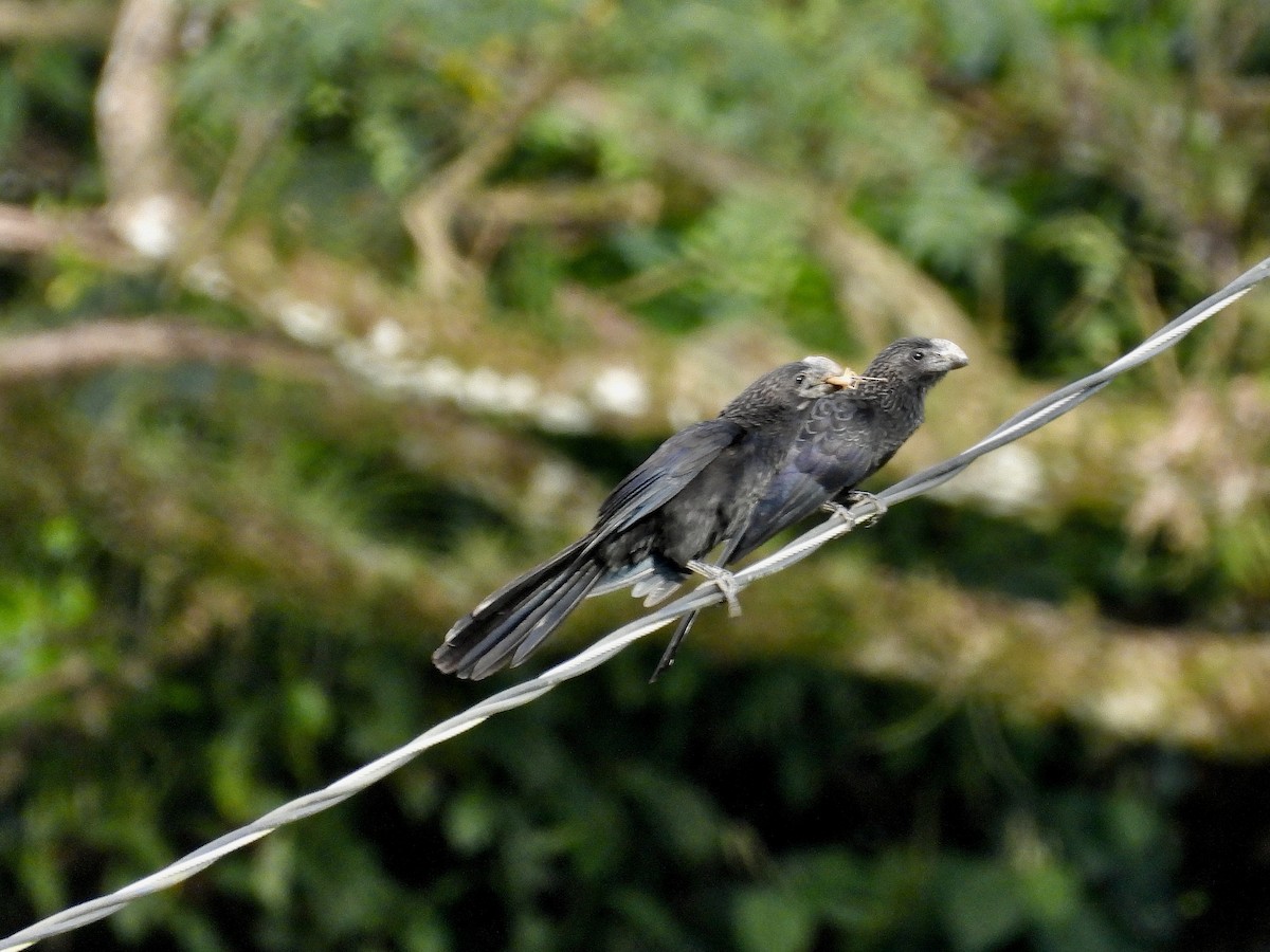 Ані товстодзьобий - ML646320323