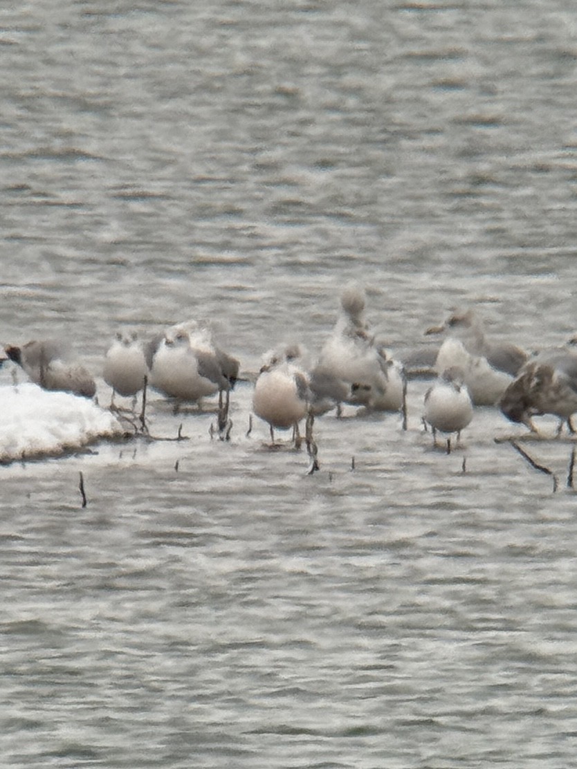 Ring-billed Gull - ML646320325