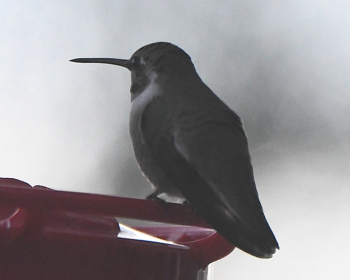 Costa's Hummingbird - ML646320329