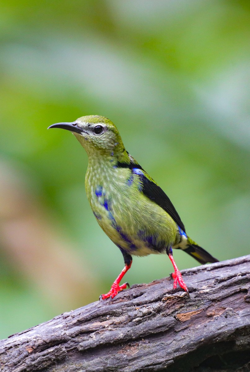 Red-legged Honeycreeper - ML646320330