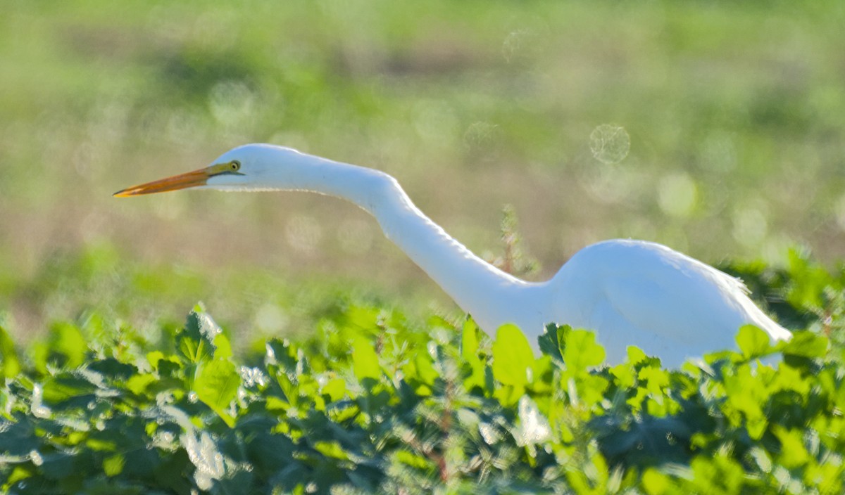 Büyük Ak Balıkçıl - ML646320333