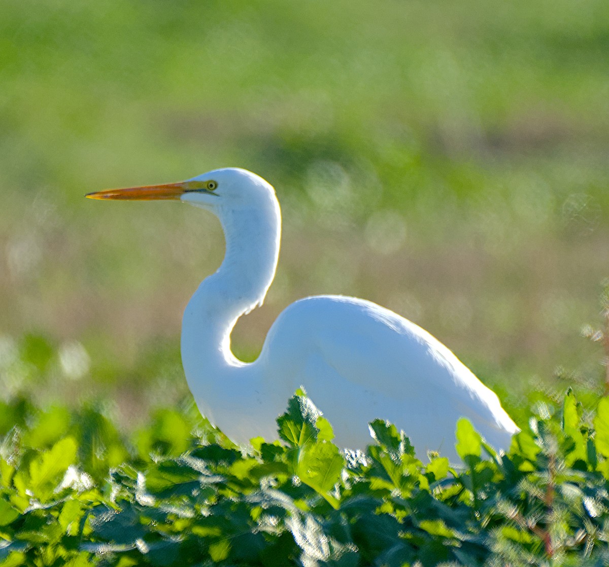 Büyük Ak Balıkçıl - ML646320334