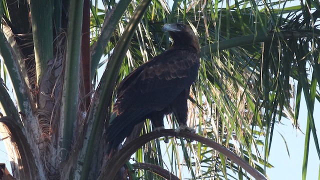 Wedge-tailed Eagle - ML646320336