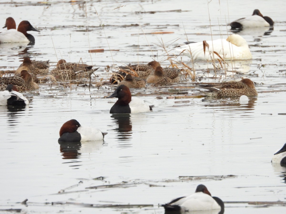 Porrón Coacoxtle - ML646320346