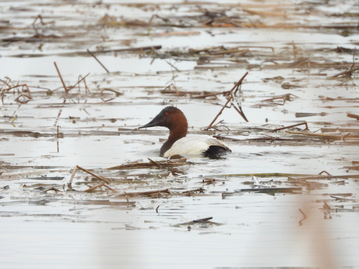 Porrón Coacoxtle - ML646320347