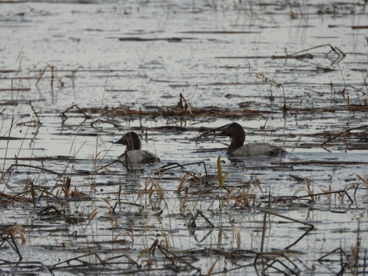 Porrón Coacoxtle - ML646320349