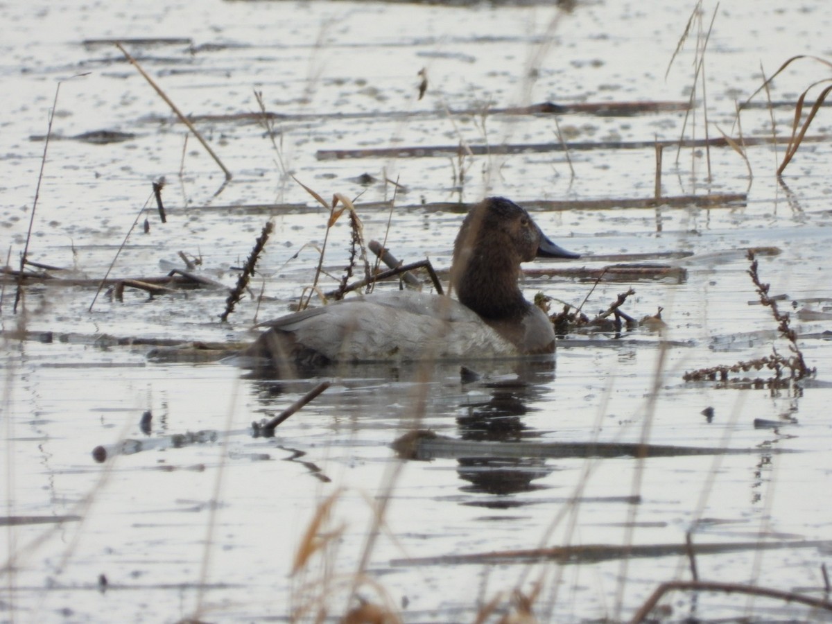 Porrón Coacoxtle - ML646320350