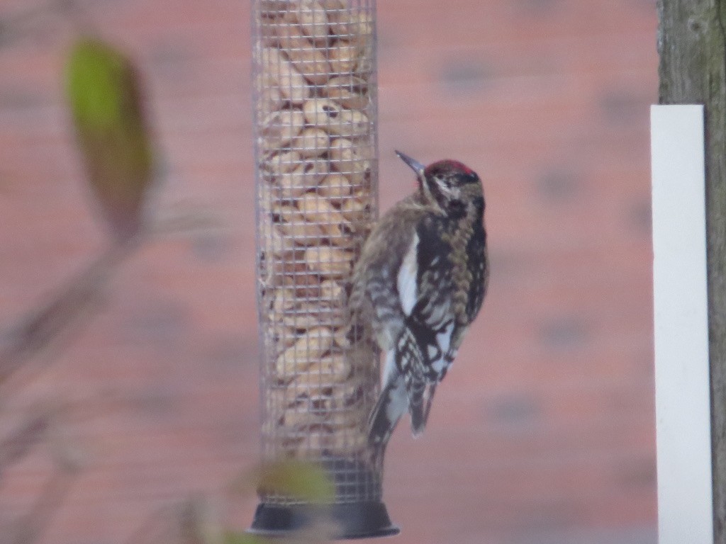 Yellow-bellied Sapsucker - ML646320353