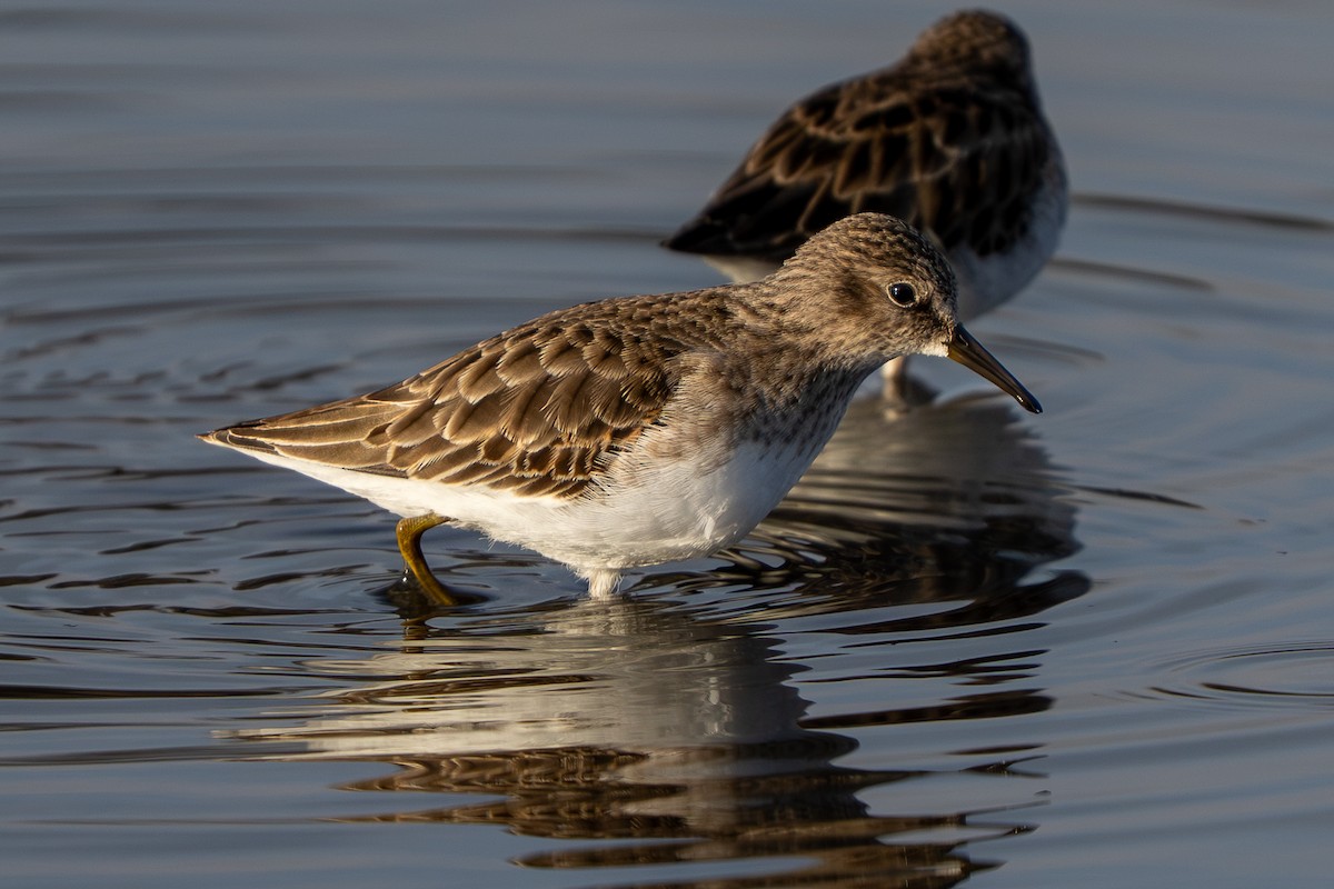 Least Sandpiper - ML646320354