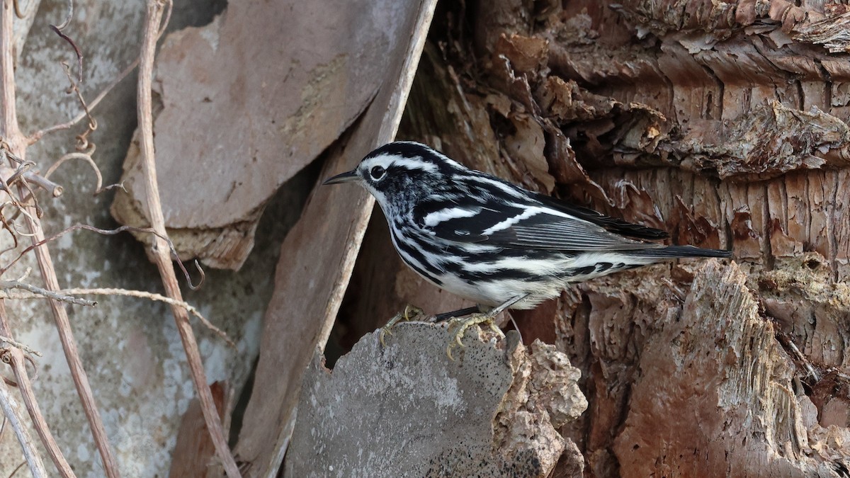 Black-and-white Warbler - ML646320357