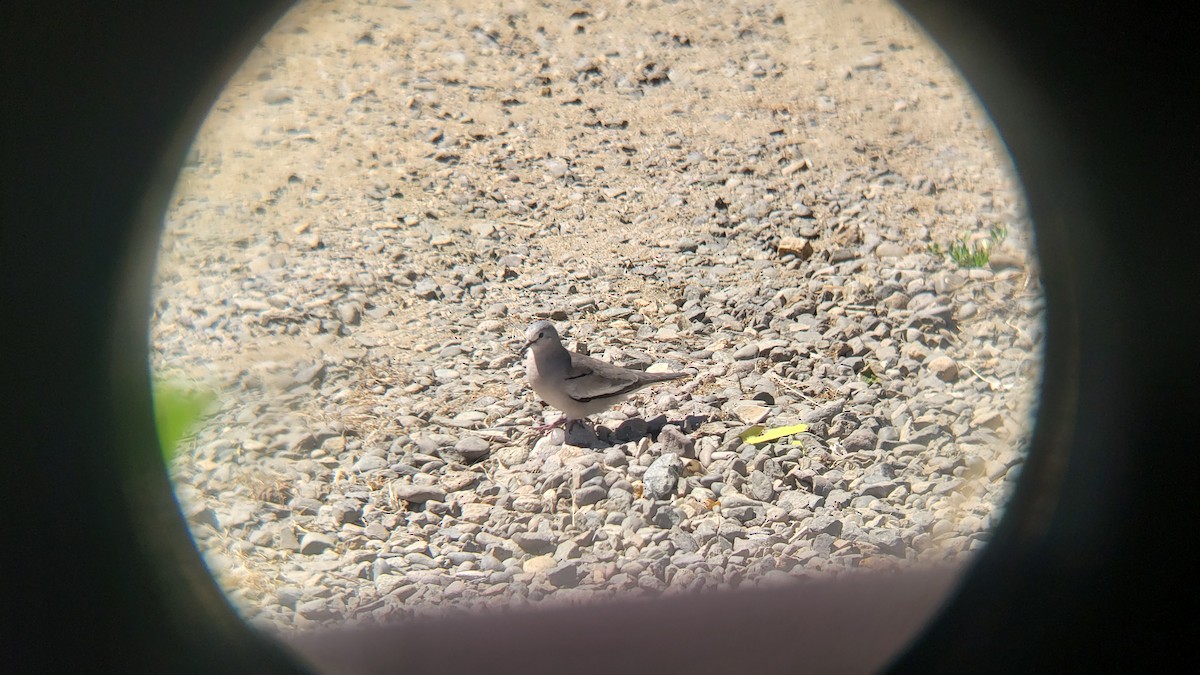 Picui Ground Dove - ML646320358