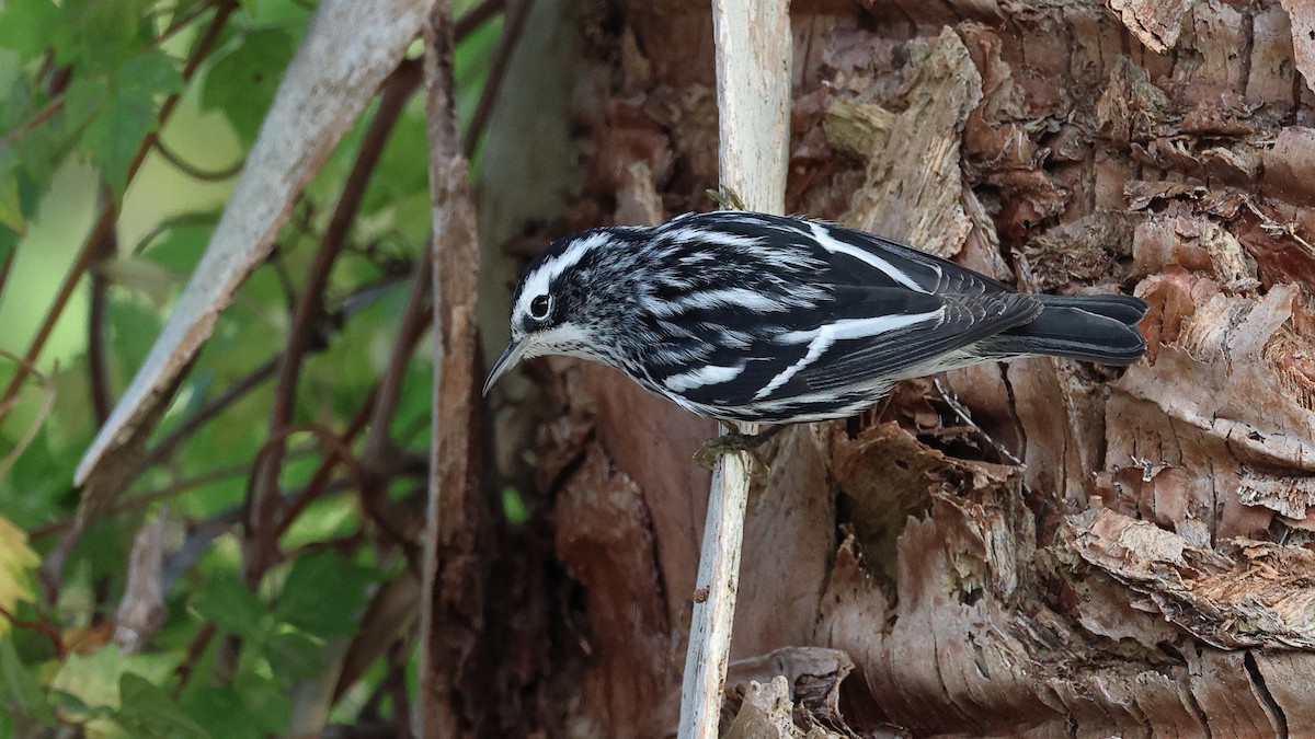Black-and-white Warbler - ML646320359