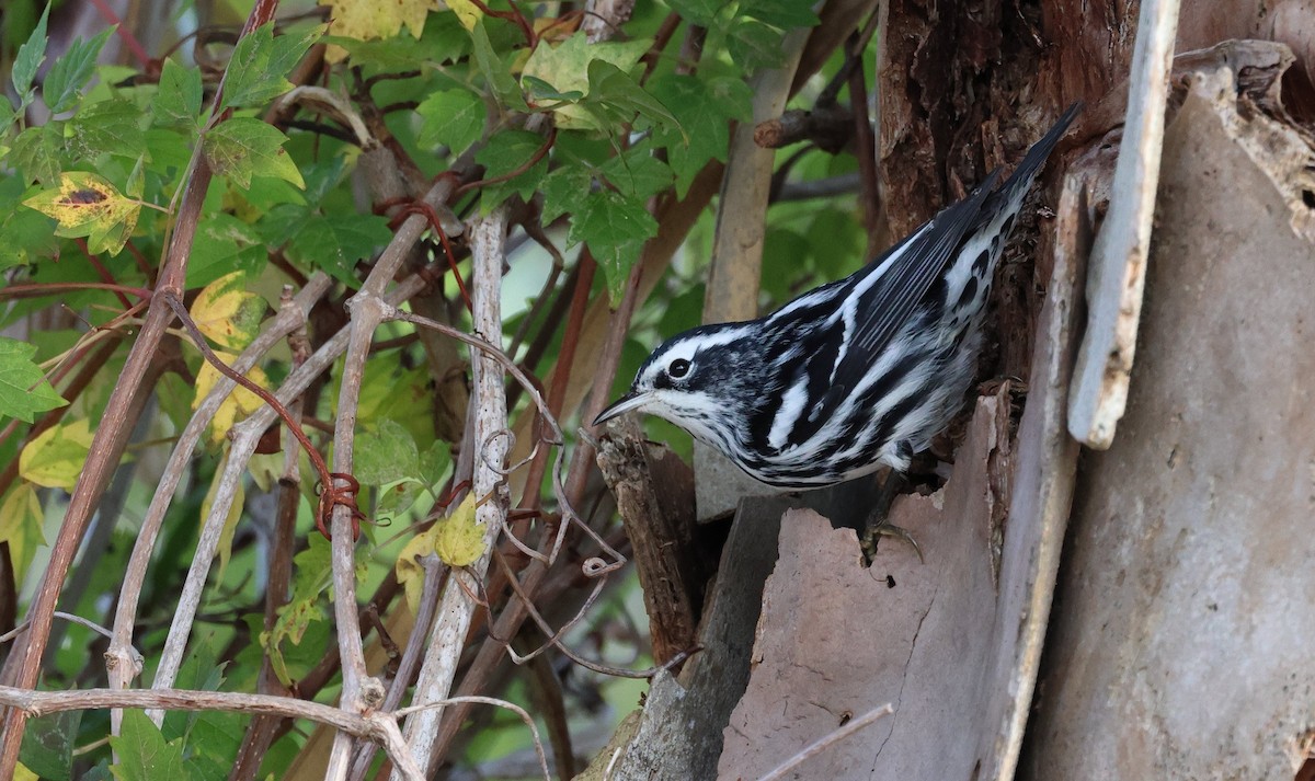 Black-and-white Warbler - ML646320365
