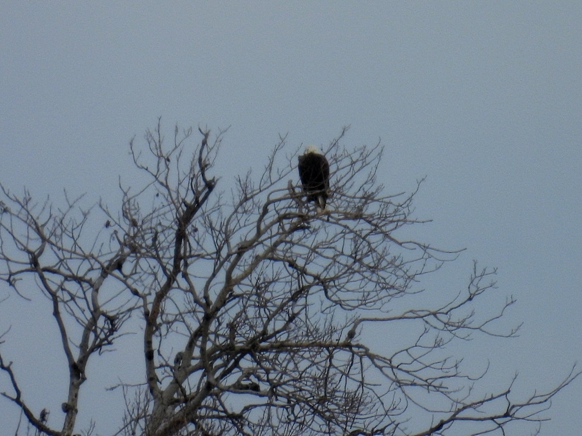 orel bělohlavý - ML646320367