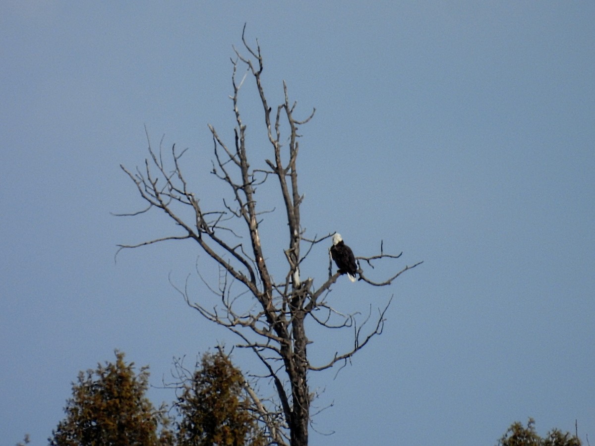 orel bělohlavý - ML646320368