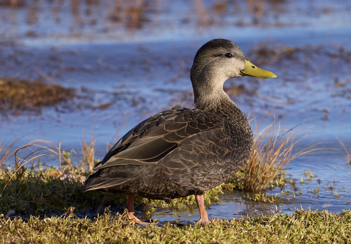 American Black Duck - ML646320370