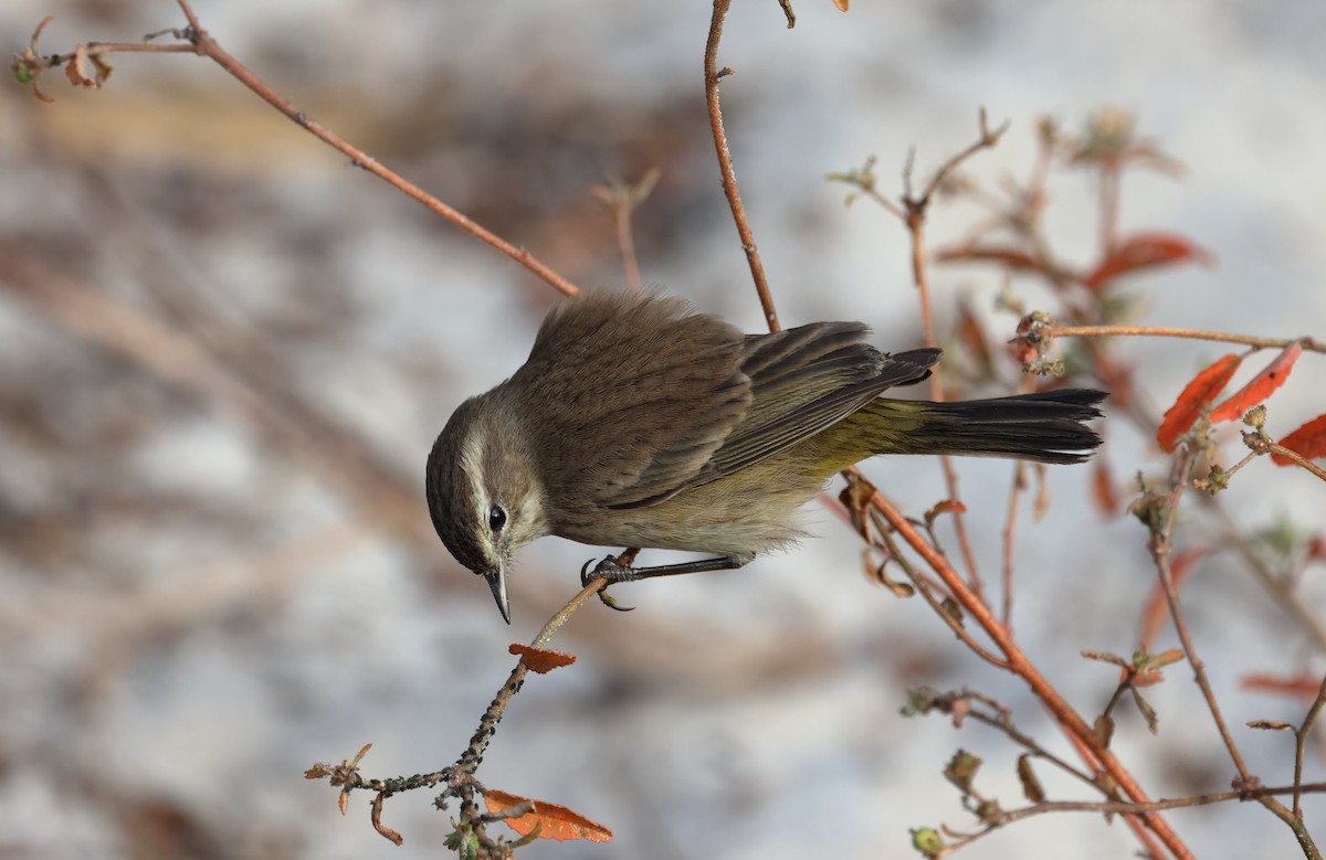 Palm Warbler - ML646320371