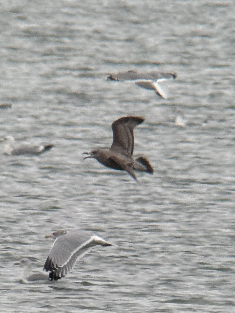 ニシセグロカモメ - ML646320373