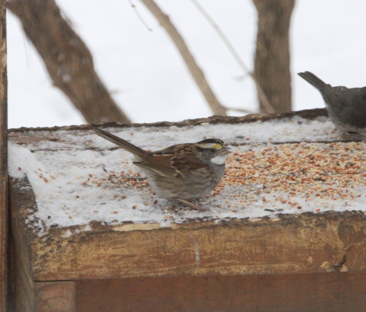 White-throated Sparrow - ML646320374